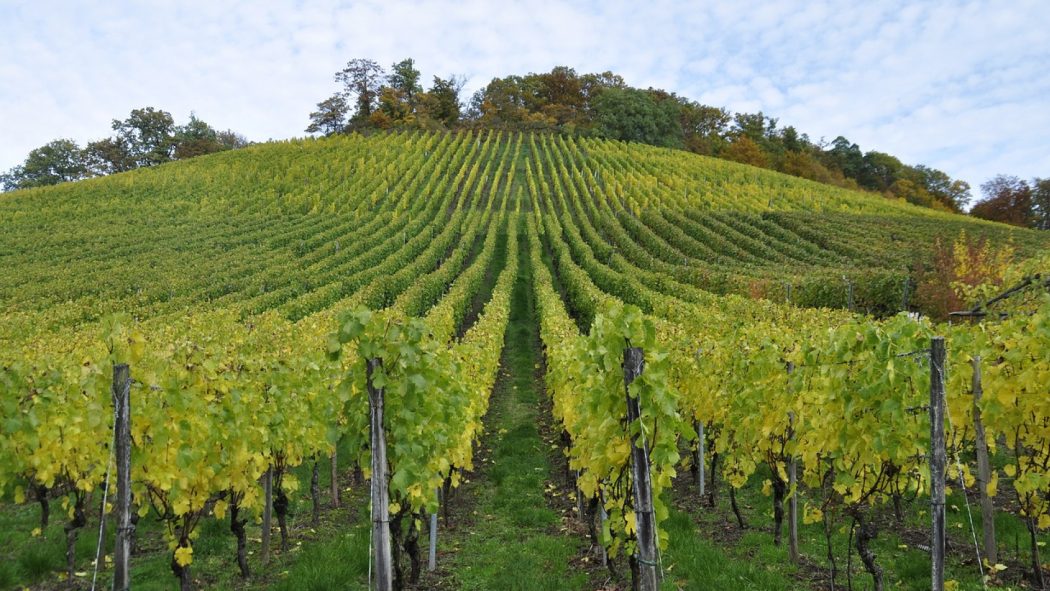 Quelles activités faire dans le vignoble de Bandol ?