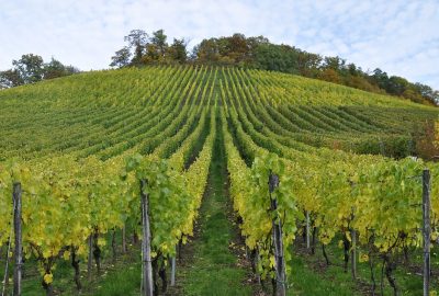 Quelles activités faire dans le vignoble de Bandol ?